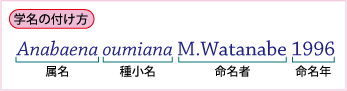 学名の付け方