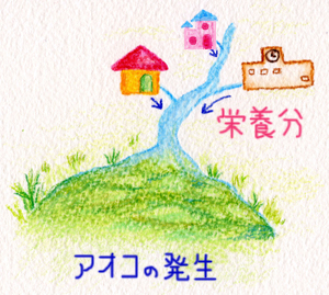 アオコの発生