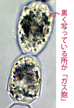 ガス胞