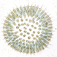 赤潮の原因生物　uroglena