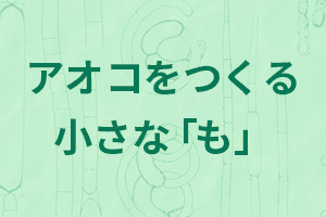 アオコをつくる小さな「も」