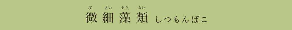 微細藻類質問箱