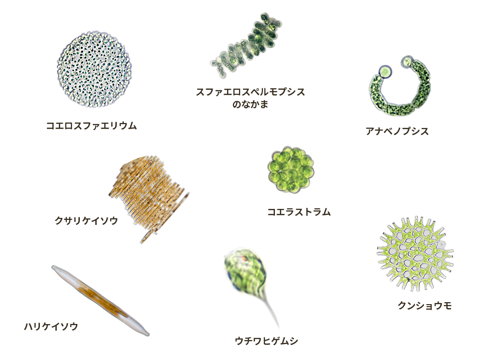 微細藻類