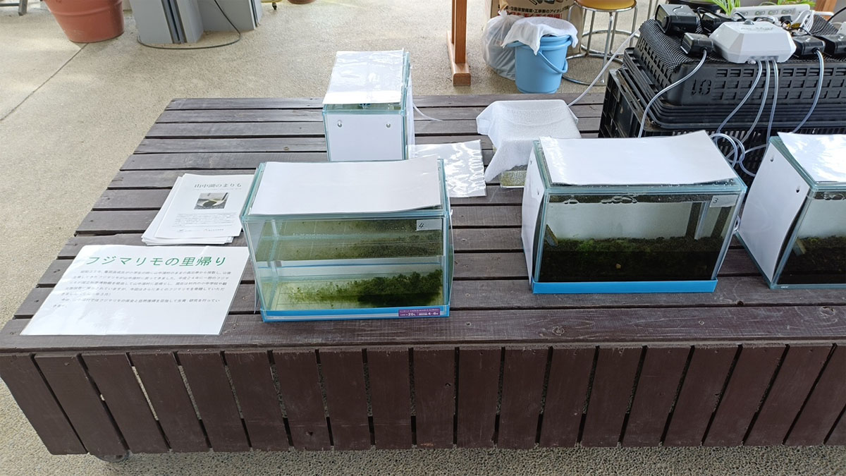 まりもの展示