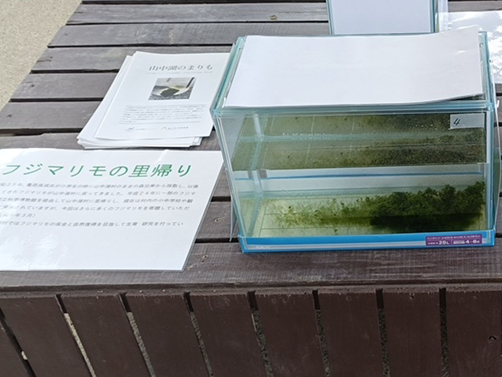 まりもの展示