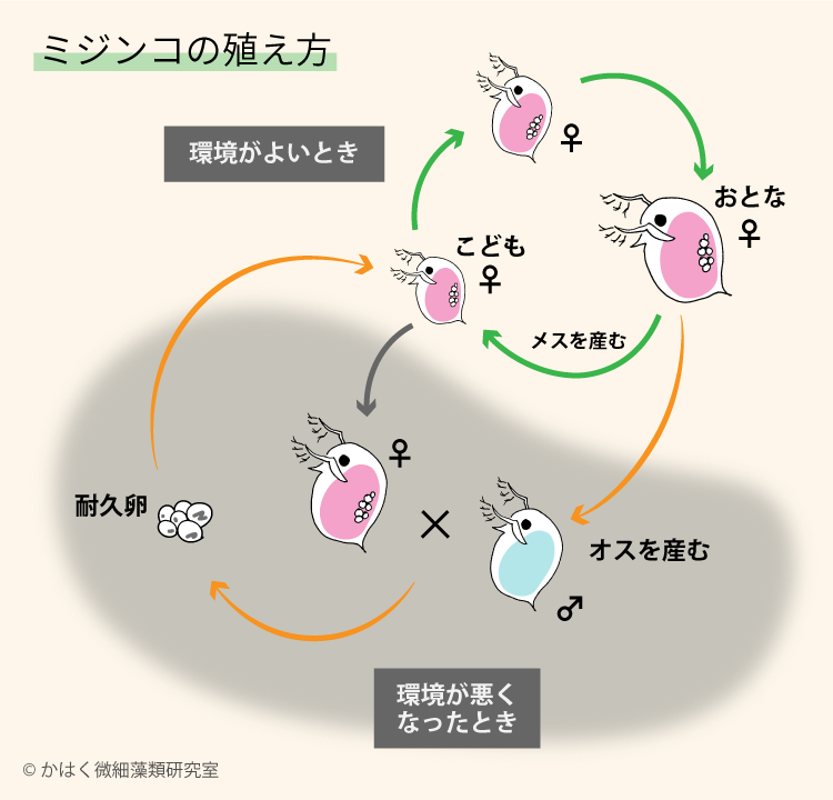 ミジンコ生殖環