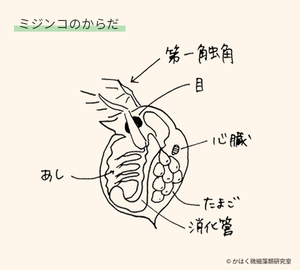 からだのつくり