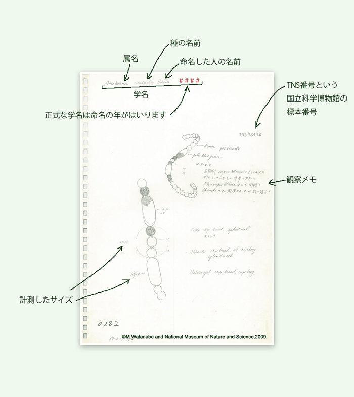 渡邊眞之氏スケッチ内容