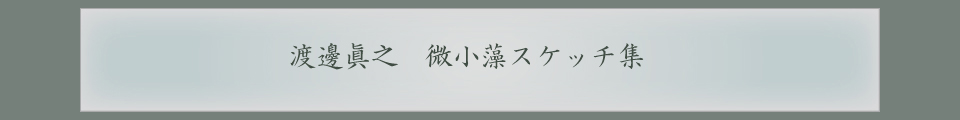 渡邊眞之 微小藻スケッチ集