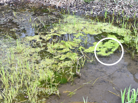 水の中の微生物観察