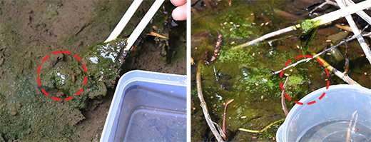 水の中の小さな生き物観察 採集編 国立科学博物館