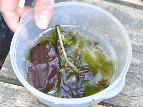 水の中の微生物観察