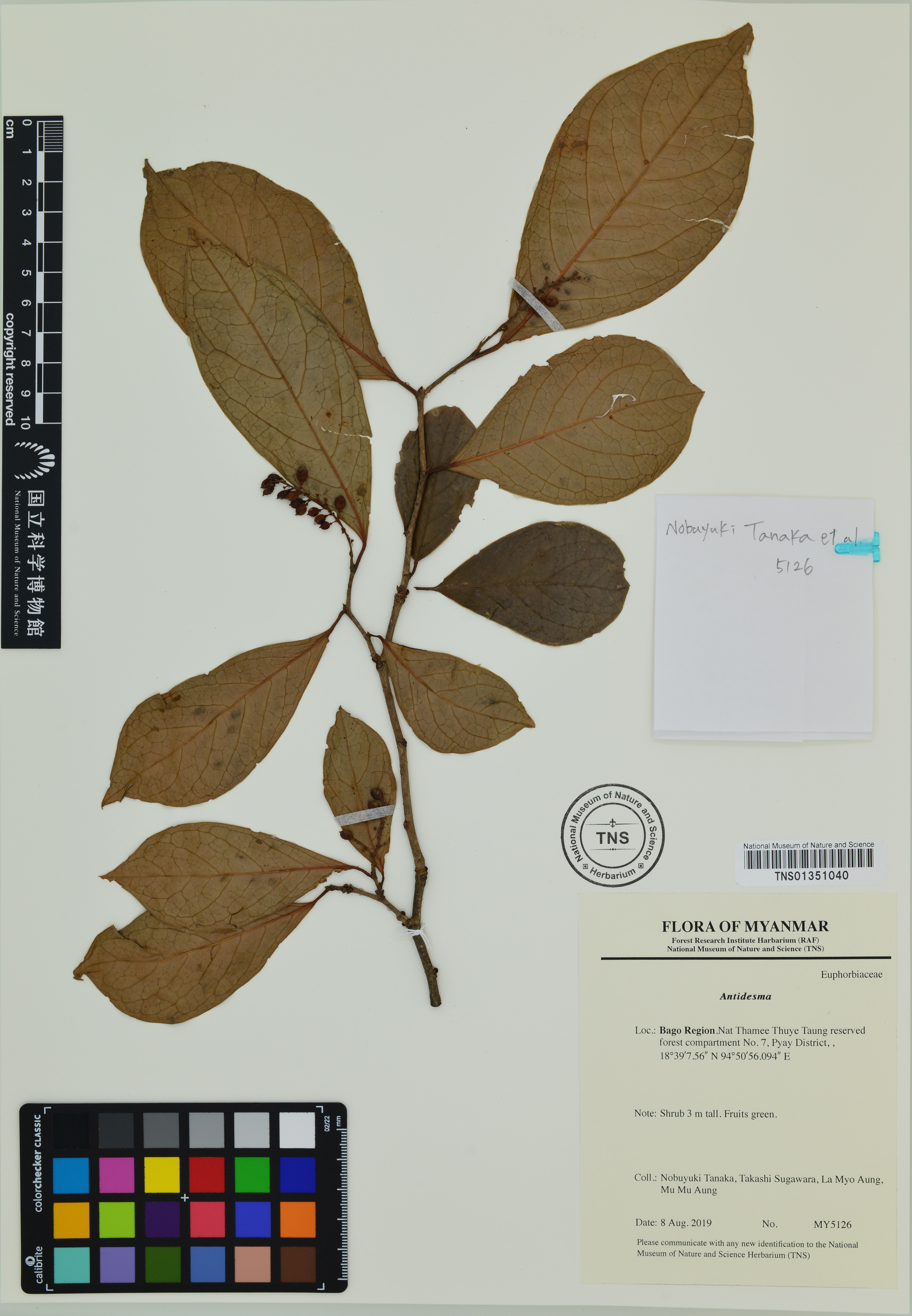 Flora of Myanmar Database