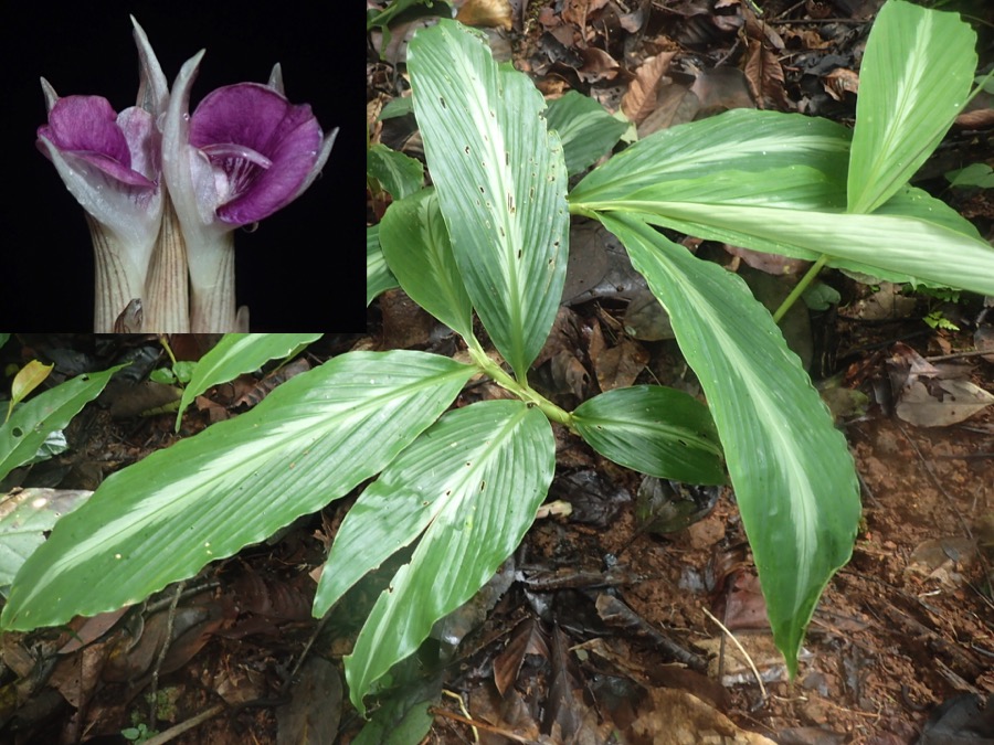 A New Species of Zingiber (Zingiberaceae) discovered from Kayah State