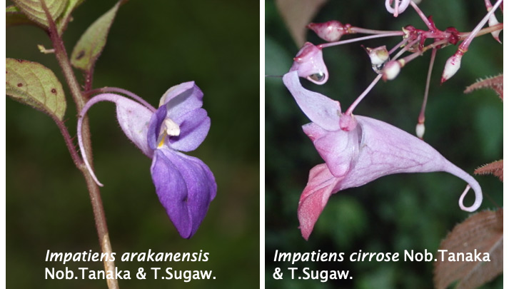 Two New Species of Impatiens (Balsaminaceae) were discovered from Arakan Yoma