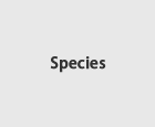 Species