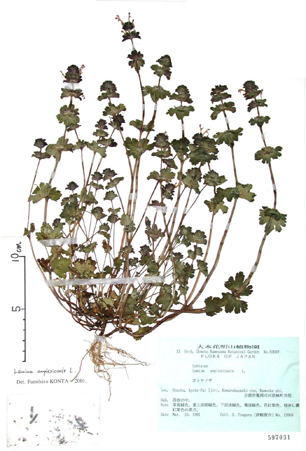 ホトケノザ Lamium Amplexicaule L シソ科 合弁花 越年草 分布 日本全国 高さ 10 30ｃｍ 花の時期 4 5月 扇形で茎を抱くようにつく葉を蓮華座 仏像の台座 に 花を仏像に見立ててホトケノザの名がつけられた 葉のわきには 花が5 7個はできるの