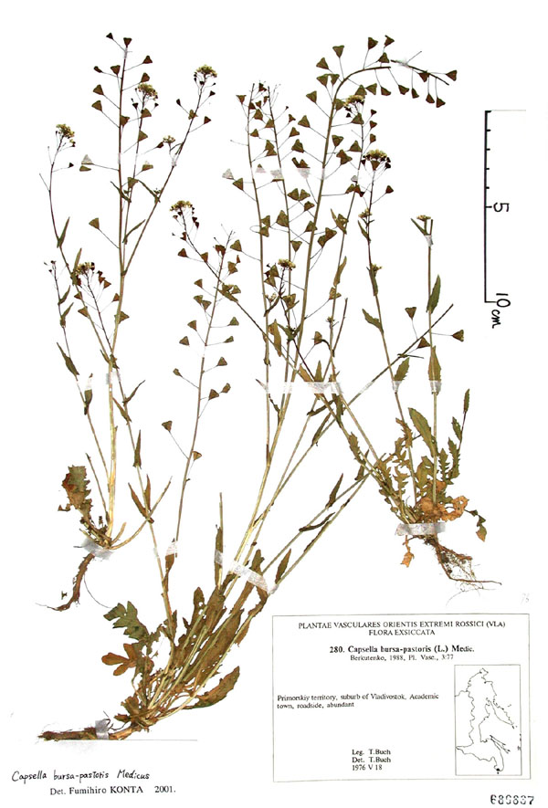 ナズナ Caspella Bursa Pastoris L Medic アブラナ科 離弁花 越年草 分布 北半球の温帯 高さ 10 50ｃｍ 花の時期 3 ４月 ロゼットと呼ばれる地面に放射状に広がった ギザギザに切れこんだ葉の中心から 1本の茎をのばして白い小さな花をつける 種子