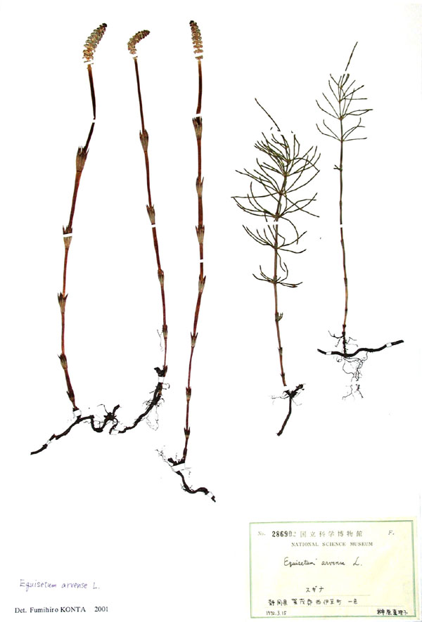 スギナ Equisetum Arvense L トクサ科 シダ植物 分布 日本全国 高さ ｃｍ ツクシの時期 3 4月 スギナとツクシ は地下でつながっている スコップで地下茎を掘り出してみると スギナとツクシが同じ植物であることが分かる 地下茎は注意しないとすぐに