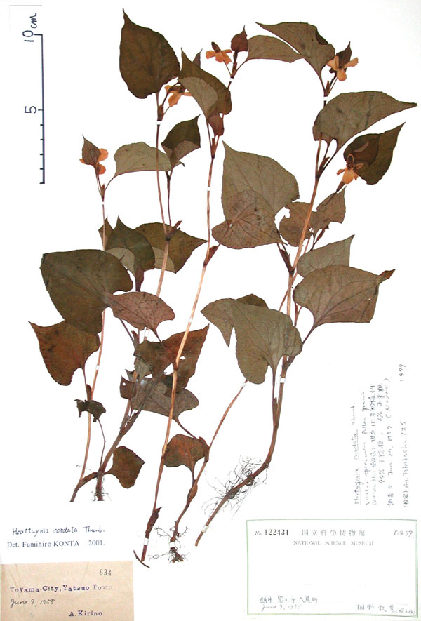 ドクダミ Houttuynia Cordata Thunb ドクダミ科 離弁花 多年草 分布 本州以南 高さ 10 50ｃｍ 花の時期 6 7月 白い花が集まって咲く 白いところは花びらのように見えるが これは 花の集まり全体を支える総苞である ひとつの花は雄しべ3本 雌しべ1