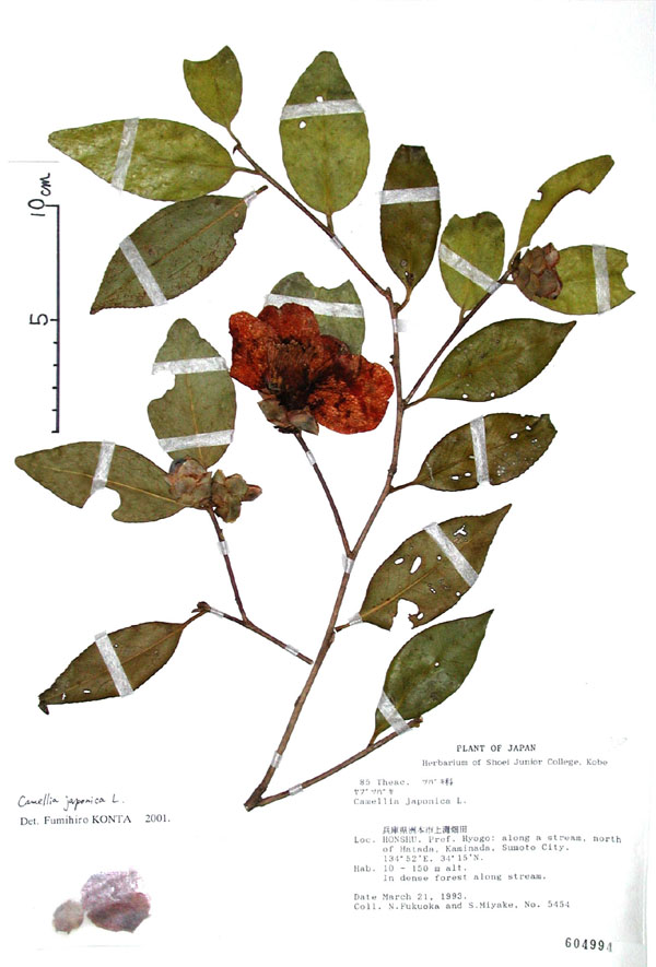 ヤブツバキ Camellis Japonica L ツバキ科 離弁花 常緑高木 分布 本州 九州 高さ 5ｍ 花の時期 11 4月 ヤブツバキのなかまは 東インドから中国の南部にかけてが古里と考えられる そこは 5 10月まで毎日雨がふる雨期で 11 4月は 乾期でまったく雨