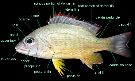 Fishes of Bitung