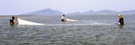 Seining in seagrass bed at west coast of Libong Island.