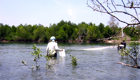 Seining in the mangrove creek.