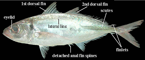 Body parts of carangid