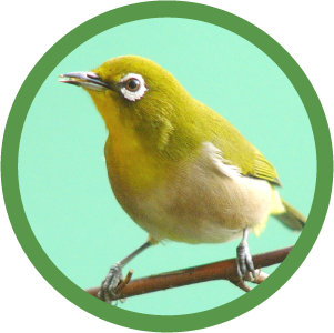 鳥類音声データベース