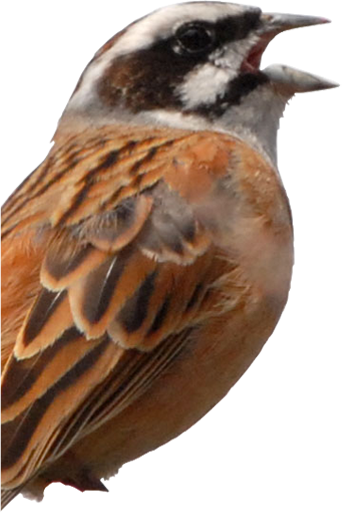 鳥類音声データベース