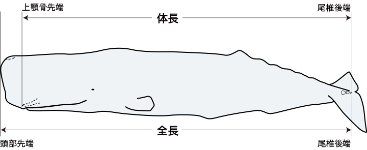 マッコウクジラの体長と全長の違い
