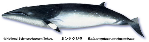 Common minke whale