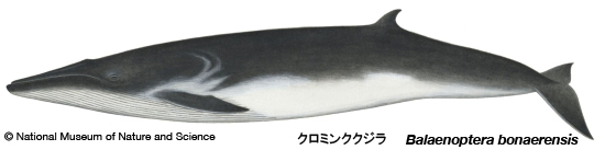 Antarctic minke whale