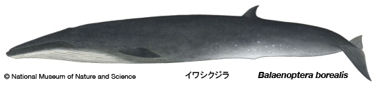 Sei whale