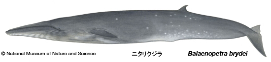 ニタリクジラ