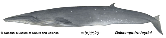 Bryde's whale