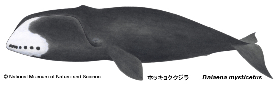 Bowhead whale