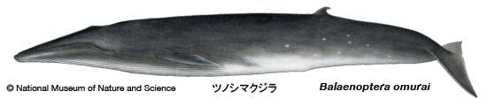 Omura's whale