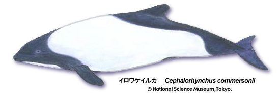 Commerson's dolphin