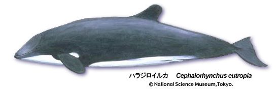Black dolphin