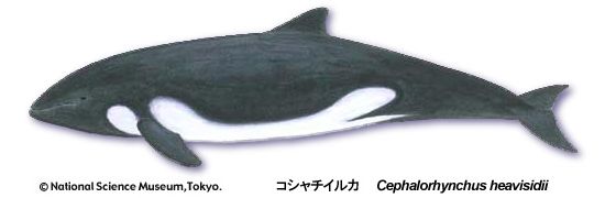 Heaviside's dolphin