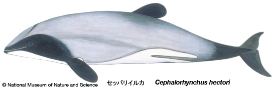 Hector's dolphin