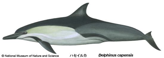 Long-beaked common dolphin