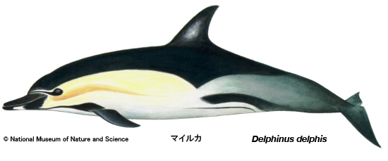 Common dolphin