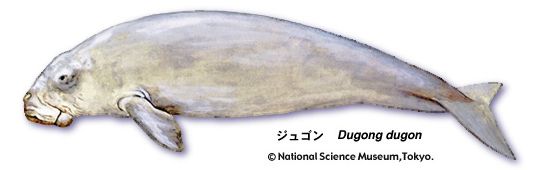 ジュゴン(Dugong dugon)