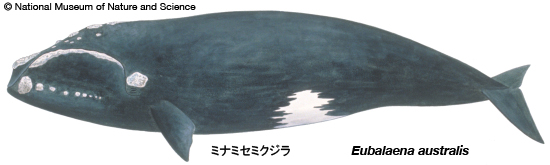ミナミセミクジラ