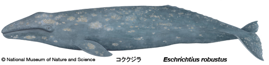 Gray whale