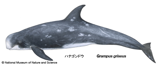 Risso's dolphin