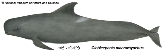 Short-finned pilot whale